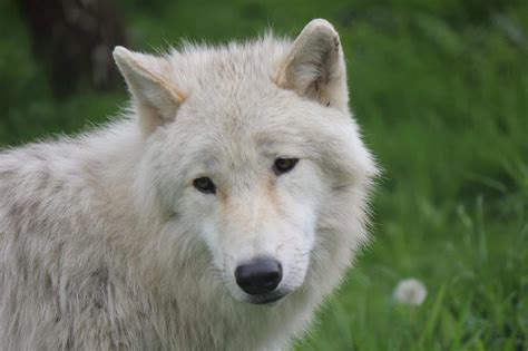 arctic wolf animal facts canus lupus arcticus   animals