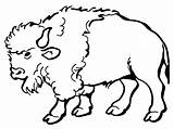 Buffalo Coloring Pages Kids Printable Color Print Getcolorings Bison Pag sketch template