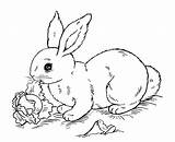 Coloring Rabbit Pages Kids Children Beautiful Animals sketch template