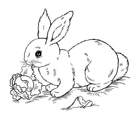 printable adult coloring pages rabbit