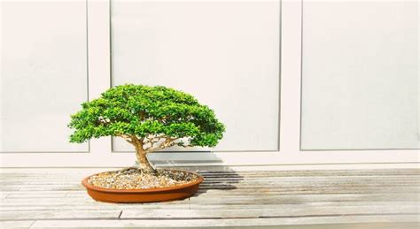 membuat bonsai  mudah  pemula anti gagal