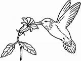 Hummingbird Coloringme sketch template