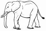 Elephant Coloring Kids Pages Omazing Activities sketch template