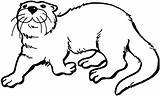 Otter Coloring Pages River Otters Color Printable Print Drawing Kids Getdrawings Super Clipartbest Supercoloring Nutria Animals Line sketch template