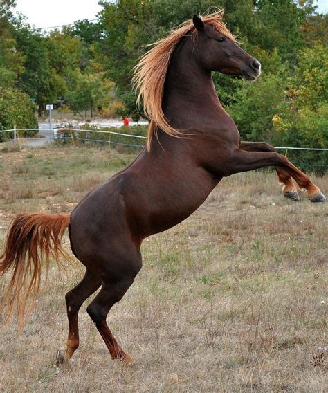 larabe  cheval arabe qui se cabre  beautiful horses