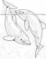 Coloring Pages Realistic Dolphin Getcolorings sketch template