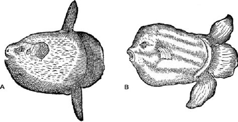 reproductions     earliest illustrations  ocean sunfishes  scientific