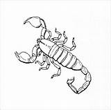 Scorpion Scorpions Alacranes Escorpiones Scorpio Coloringbay Ages Inspired Pag sketch template