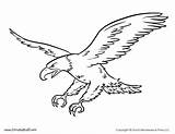 Bald Template Tim Colorir Timvandevall Bichos Desenhos águia sketch template