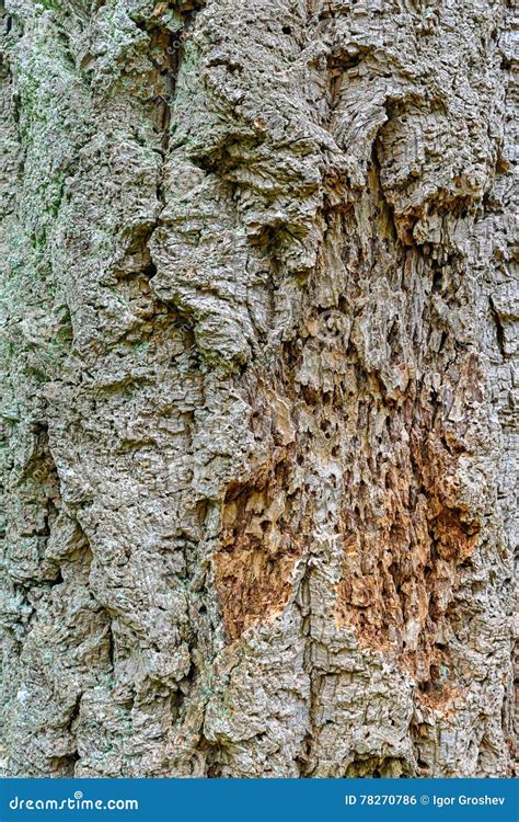 bark  pseudotsuga menziesii commonly   douglas fir stock photo image  tree
