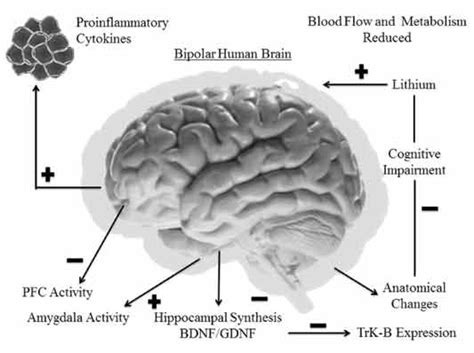 neurobiology  bipolar disorder abnormalities  cognitive