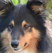 Billedresultat for World Dansk Fritid husdyr Hunde racer Hyrde- og Kvæghunde Shetland sheepdog. størrelse: 180 x 185. Kilde: blog.vuffeli.dk