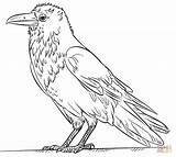 Raven Coloring Drawing Draw Bird Pages Common Step Simple Tutorials Kids Printable Crows Supercoloring Easy Crow Drawings Designlooter Getdrawings Line sketch template