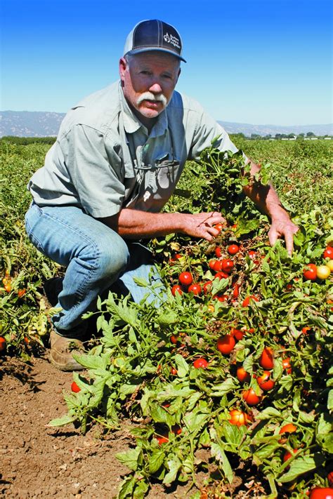 california tomato farmers   rebound  coming year daily democrat