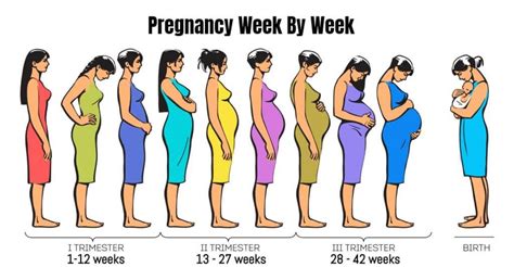 early pregnancy week by week