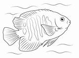 Coloring Flame Angelfish Pages Printable Fish Tropical Color Drawings Google Supercoloring Search Angel Drawing Paintings Ocean Version Click Categories Animal sketch template