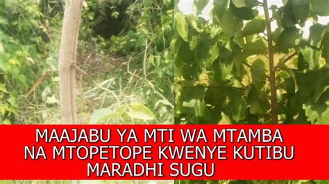 maajabu ya mti wa mtamba na mtopetope kwenye kutibu maradhi sugu youtube