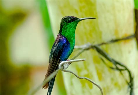 las  aves exoticas mas bellas del mundo fotos  curiosidades