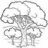 African Trees Drawing Getdrawings sketch template