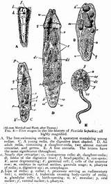 Trematode Lifecycle Hepatica Encyclopaedia 1911 Fasciola Flatworm Britannica sketch template