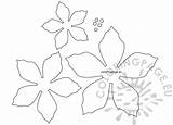 Poinsettia Christmas Template Flower Coloring sketch template