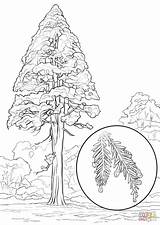 Redwood Sempreverdi Sequoia Alberi Supercoloring Sempervirens sketch template