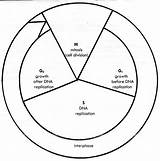 Cycle Cell Diagram Worksheet Drawing Template Sketch Division Getdrawings Clipartmag sketch template