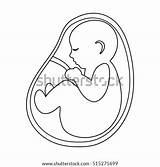 Coloring Uterus Fetus Pages Template sketch template