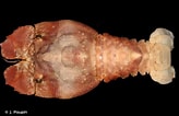 Afbeeldingsresultaten voor "stenopleustes Nodifer". Grootte: 164 x 106. Bron: inpn.mnhn.fr