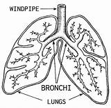 Lungs Windpipe Bronchi Anatomy Medical Coloring Formats Available Worksheet sketch template