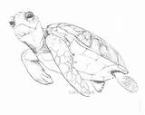 Turtle Sea Drawing Loggerhead Paintingvalley sketch template