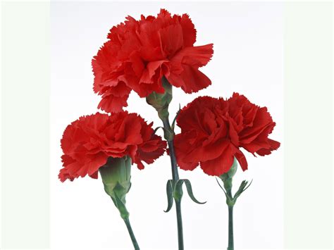 carnation scarlet red flowers premier seeds direct ltd