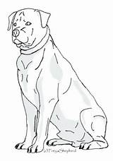Rottweiler Drawing Coloring Getdrawings Pages sketch template