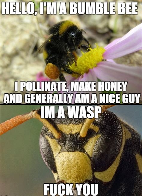 Wasps Are Total Dicks Imgur