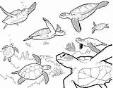 Turtle Coloring Sea Pages Drawing Printable Baby Kids Outline Cute Ocean Easy Turtles Finding Swimming Nemo Plants Color Realistic Adult sketch template