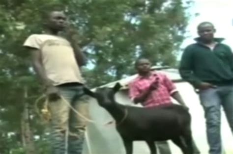 man nearly lynched after having sex with neighbour s goat daily star