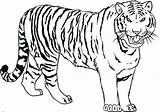 Tiger Coloring Drawing Pages Kids Tigers Line Bengal Realistic Printable Baby Color Cute Print Siberian Easy Draw Shark Sketch Getdrawings sketch template