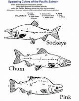 Salmon Coloring Choose Board Fish History Sockeye sketch template