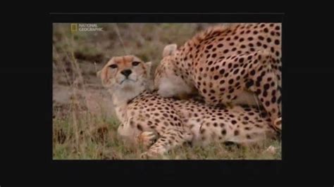 Cheetah Mating Youtube