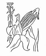 Jagung Corn Mewarnai Harvest Padi Kolase Tumbuhan Tanaman Feast Memetik Populer Sketsa Mewarnaigambar Kids Hitam Putih Andika Biji Coloringhome Diwarnai sketch template