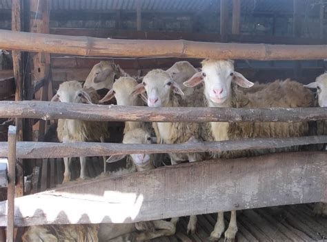 panduan  ternak kambing modern  terbukti menguntungkan