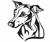 Greyhound Levriero Razza Ritratto Decorativo Clipartmag sketch template