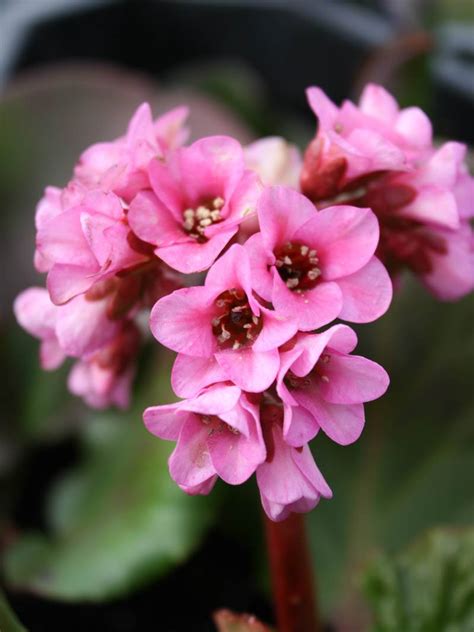 Бергиния или бадан сердцелистный размножается корневыми отрезками после завершения цветения. Stauden Stade Versand Shop: Bergenia cordifolia 'HerbstblÃ¼te' (Bergenie