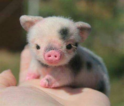 babies raise   heckin cute piglet raww