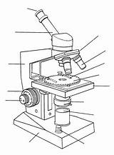 Microscopio Partes óptico Microscopios Optico Ciencias Interactivos Blinklearning sketch template
