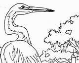 Heron Coloring Getcolorings Blue Great Pages sketch template