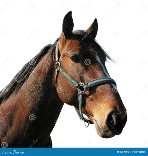 horse head stock photo image