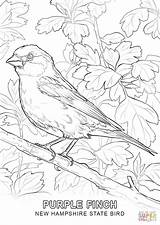 Coloring Finch Bird Hampshire State Purple Pages Finches Printable Color Birds Drawing Colorings Print Getdrawings Getcolorings Supercoloring Categories sketch template