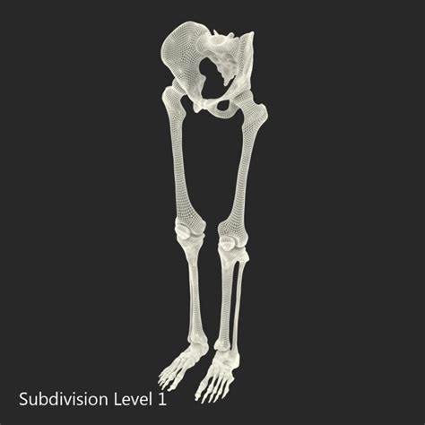 Male Lower Body Anatomy 3d Model Human Male Lower Body Skeleton 3d