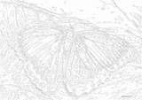 Schmetterling Zahlen Datei Als sketch template